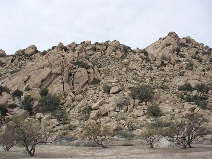 Cylindropuntia imbricata