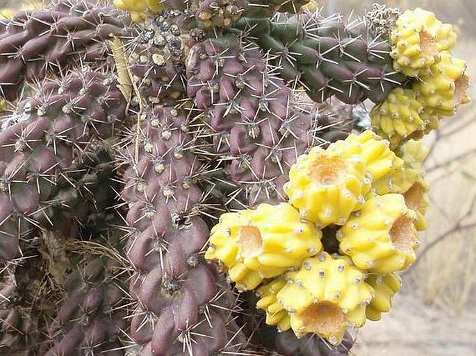 Cylindropuntia imbricata