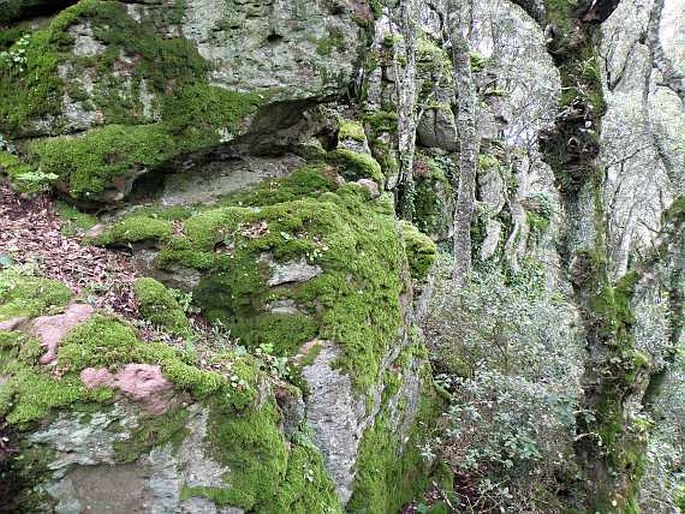 Cymbalaria aequitriloba