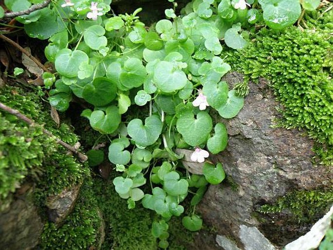 Cymbalaria aequitriloba