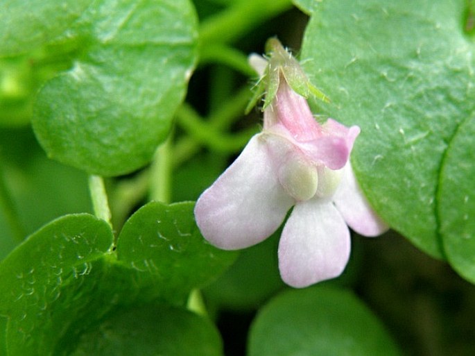 Cymbalaria aequitriloba