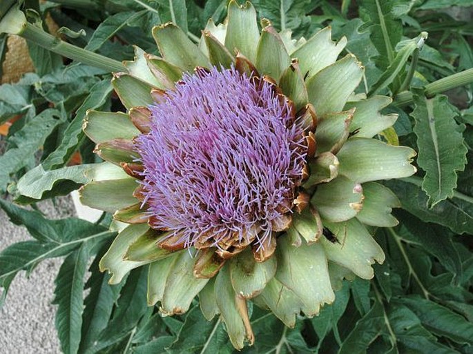 Cynara scolymus