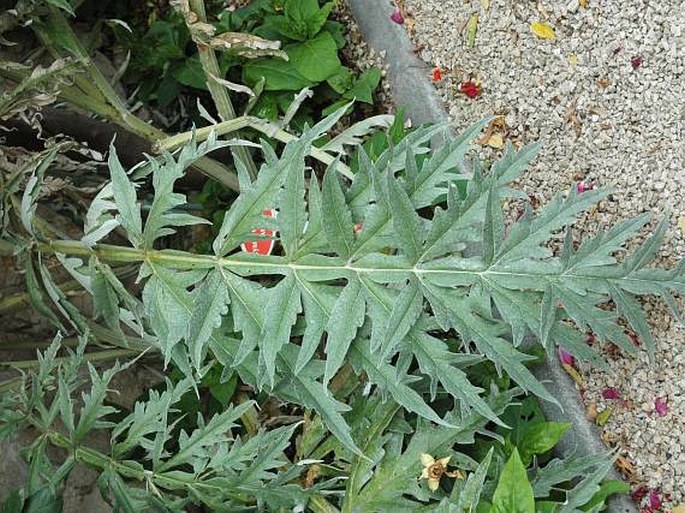 Cynara scolymus