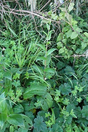 Cynoglossum amplifolium