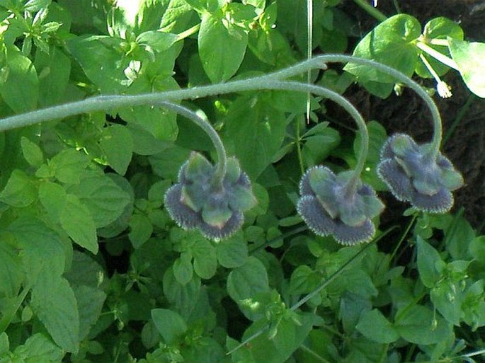 Cynoglossum amplifolium