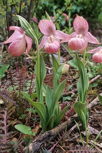 Cypripedium yunnanense