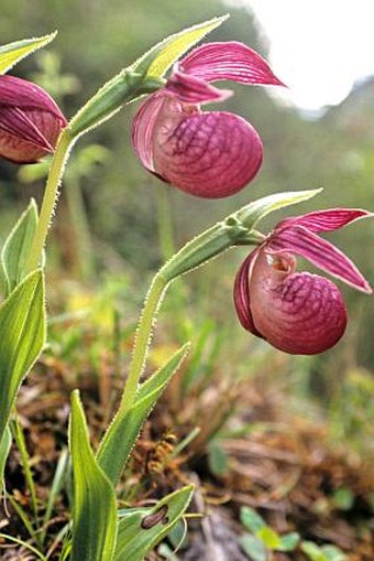 Cypripedium yunnanense