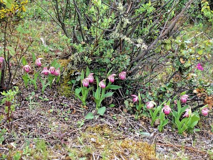 Cypripedium yunnanense