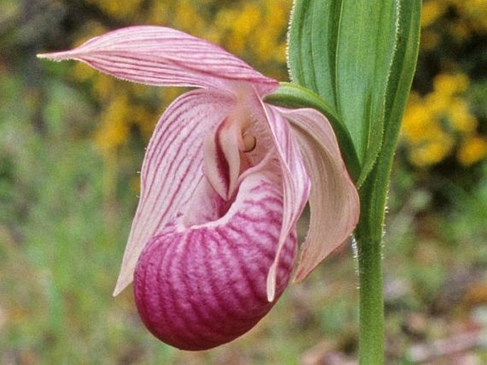 Cypripedium yunnanense