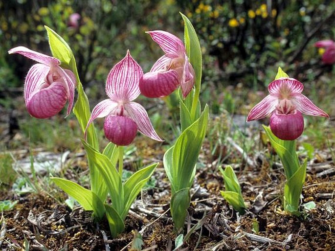 Cypripedium yunnanense