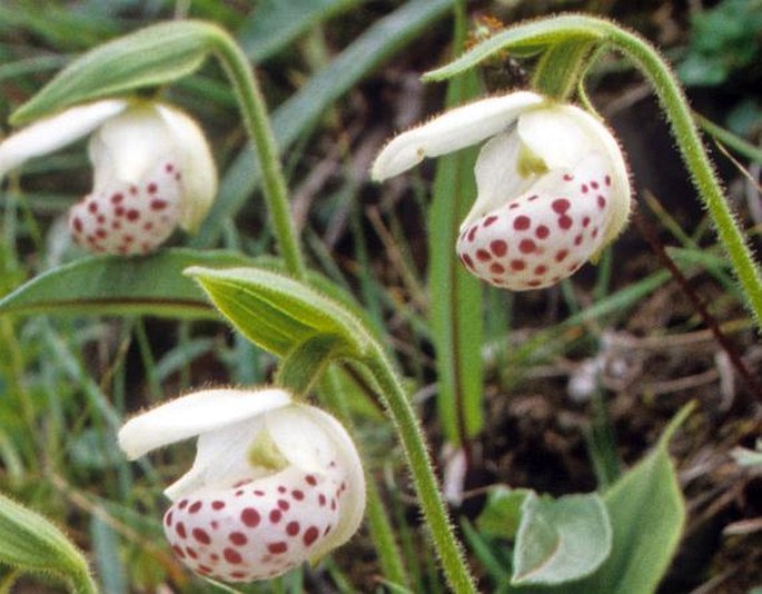 Cypripedium wardii