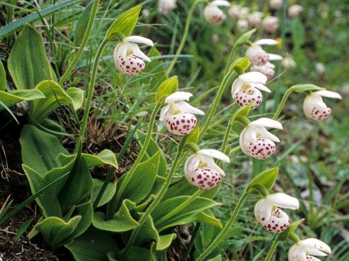 Cypripedium wardii