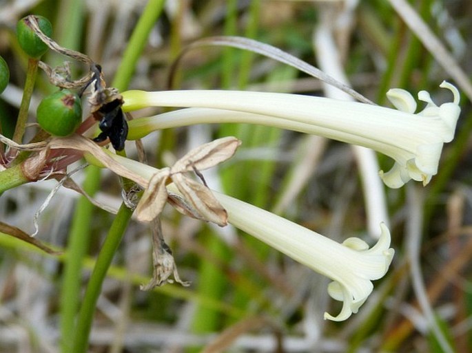 Cyrtanthus mackenii