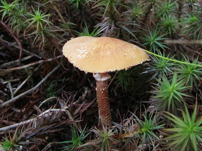 CYSTODERMA AMIANTHINUM (Scop.) Fayod - zrnivka osinková / zrnivka okrová