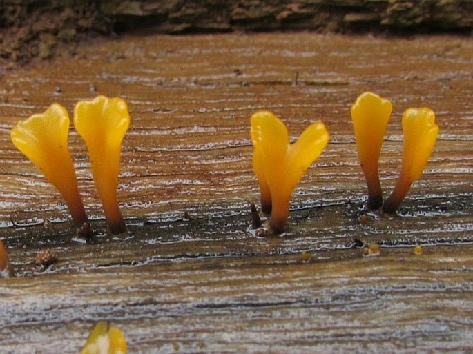 Dacrymyces chrysospermus