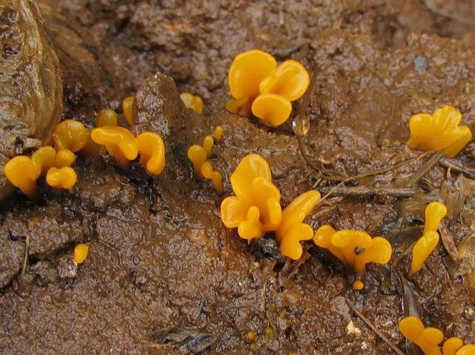 Dacrymyces chrysospermus