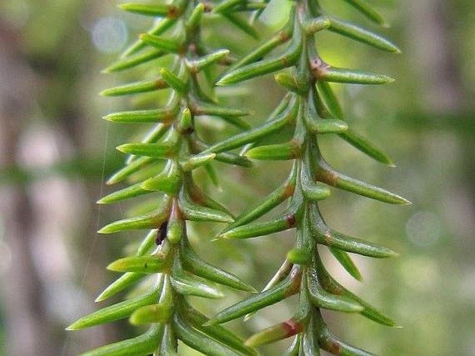 Dacrydium cupressinum