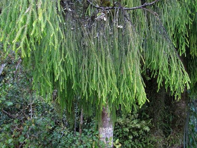 Dacrydium cupressinum