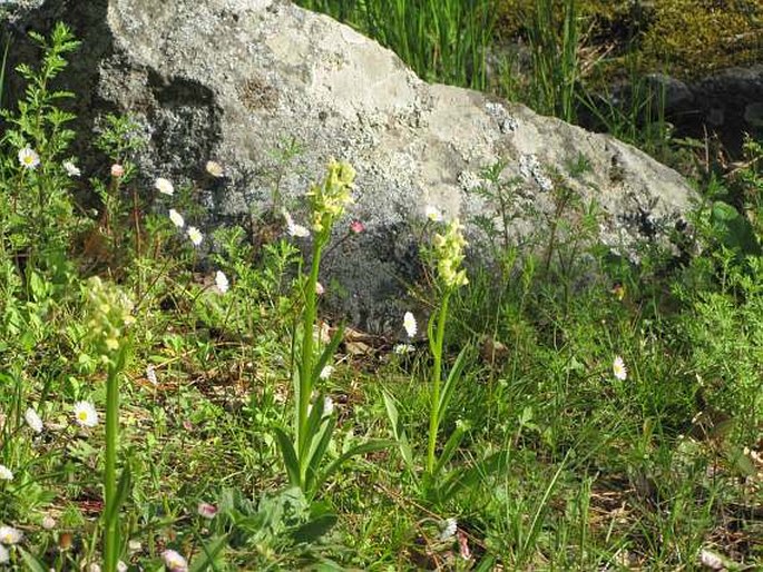 Dactylorhiza insularis