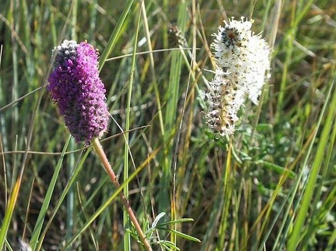 Dalea candida