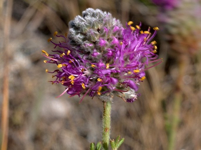 Dalea purpurea