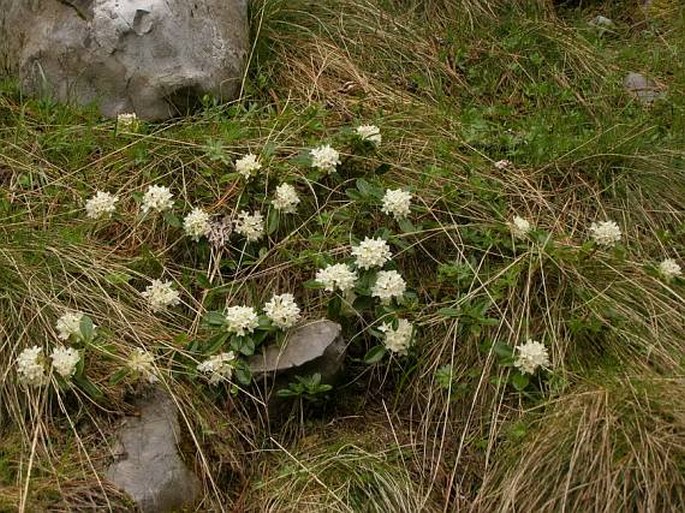 Daphne blagayana