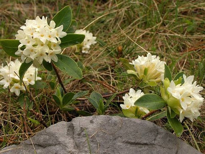 Daphne blagayana