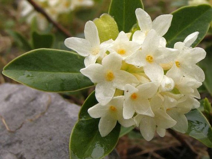 Daphne blagayana