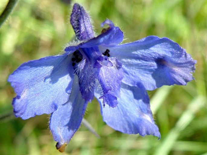 DELPHINIUM DASYCAULON Fresen. - ostrožka / stračonôžka