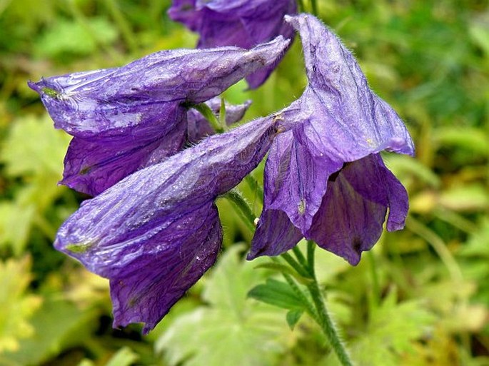 DELPHINIUM VESTITUM Wall. ex Royle - stračka / stračonôžka