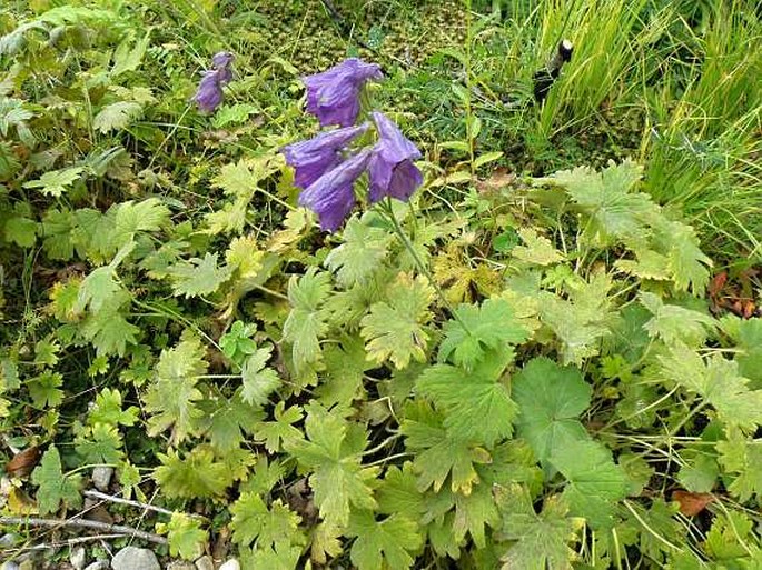 Delphinium vestitum