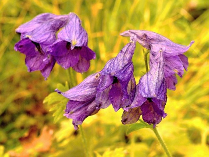 Delphinium vestitum