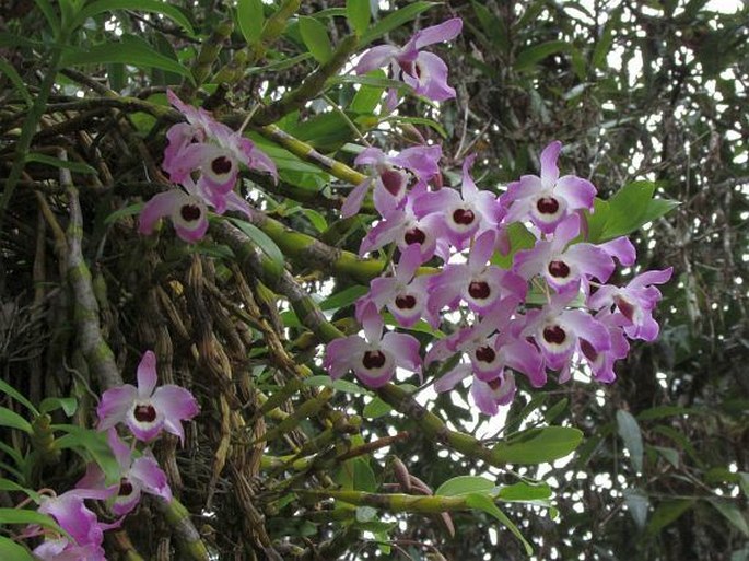 Dendrobium nobile