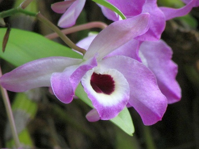 Dendrobium nobile