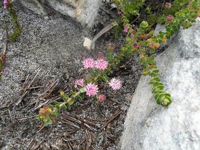 Diastella divaricata subsp. divaricata