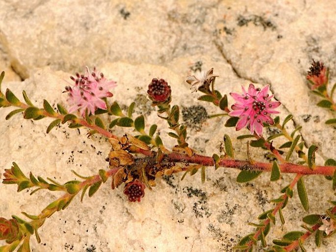 Diastella divaricata subsp. divaricata