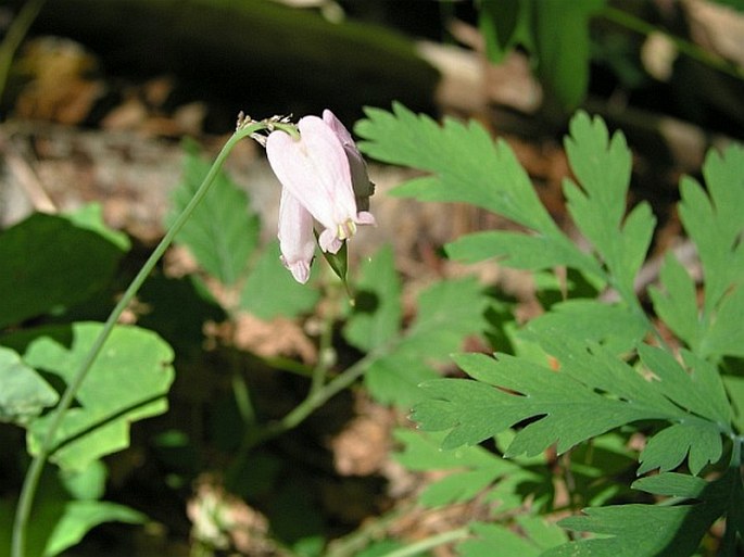 Dicentra formosa