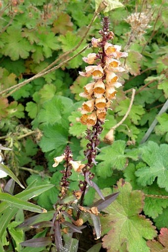 Digitalis ferruginea subsp. schischkinii