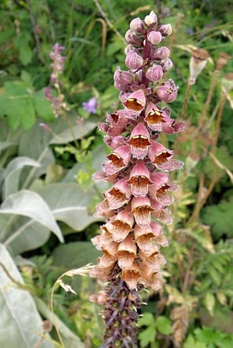 Digitalis ferruginea subsp. schischkinii