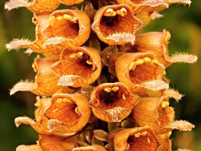 Digitalis ferruginea subsp. schischkinii