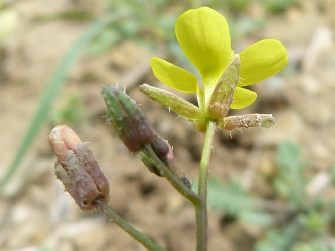 Diplotaxis muralis