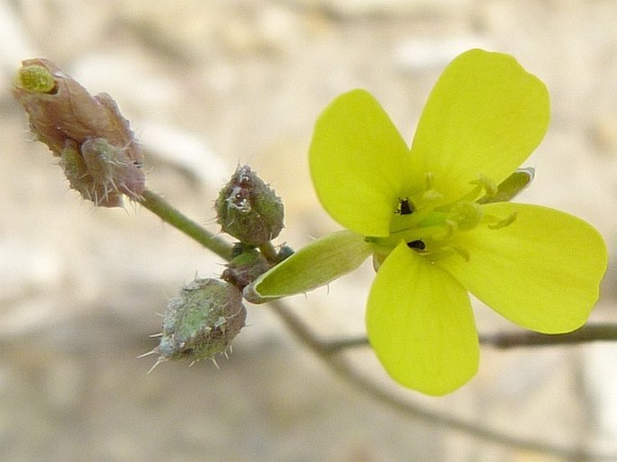 Diplotaxis muralis