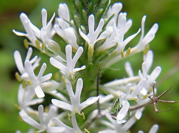 DISCHISMA CILIATUM (P. J. Bergius) Choisy