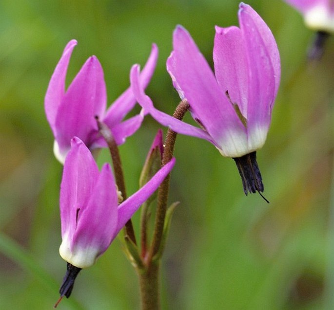 DODECATHEON JEFFREYI Van Houtte – božskokvět