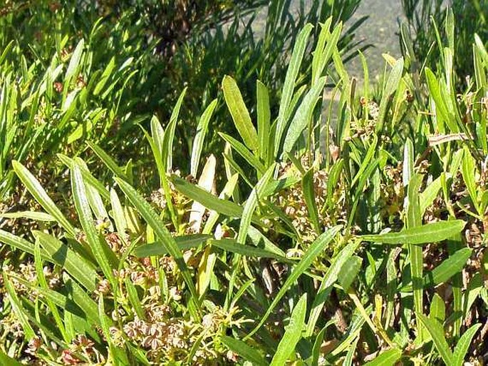 DODONAEA VISCOSA subsp. ANGUSTIFOLIA (L. f.) J. G. West – dodonka