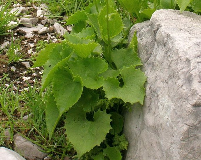 Doronicum columnae