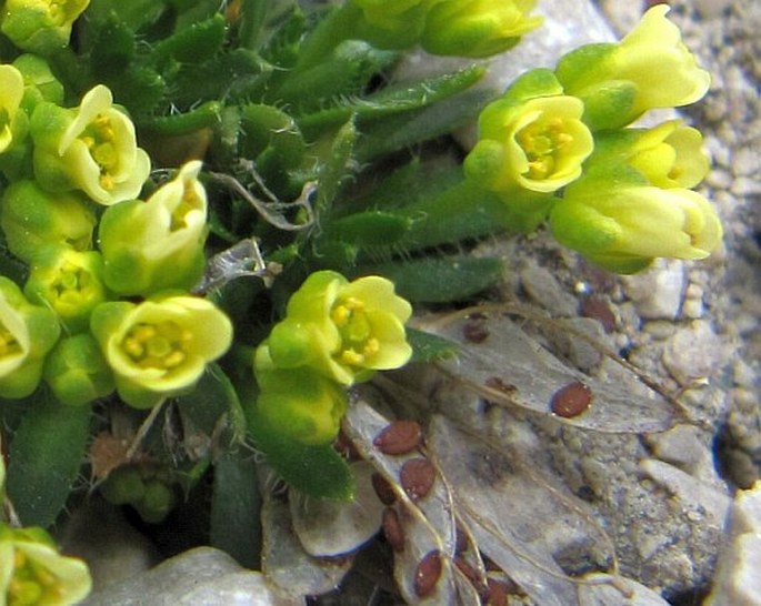 Draba dolomitica