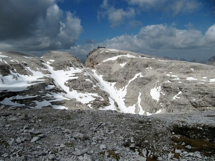 Draba dolomitica