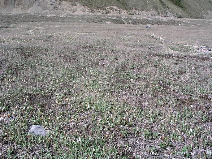 Dryas drummondii