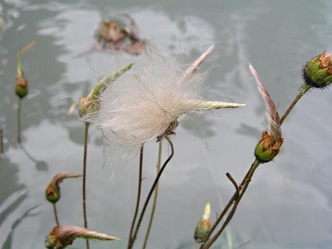 Dryas drummondii